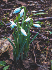 Snowdrops