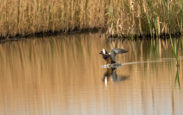 Mallard landing