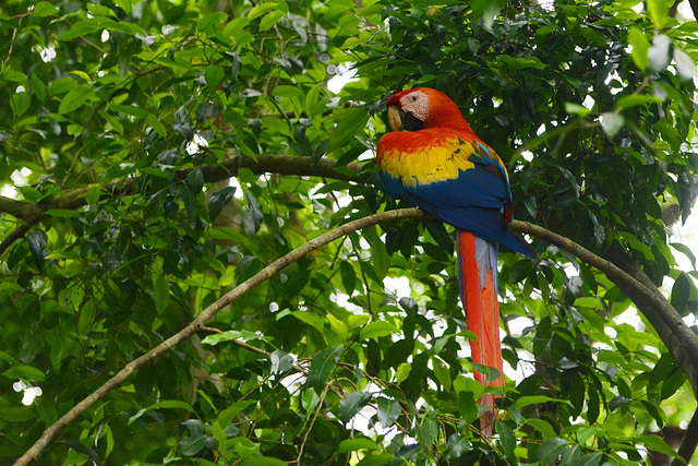 Honduras, Macaw Parrot in Copan Ruinas Forest