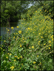 wild mustard by the river