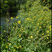 wild mustard by the river