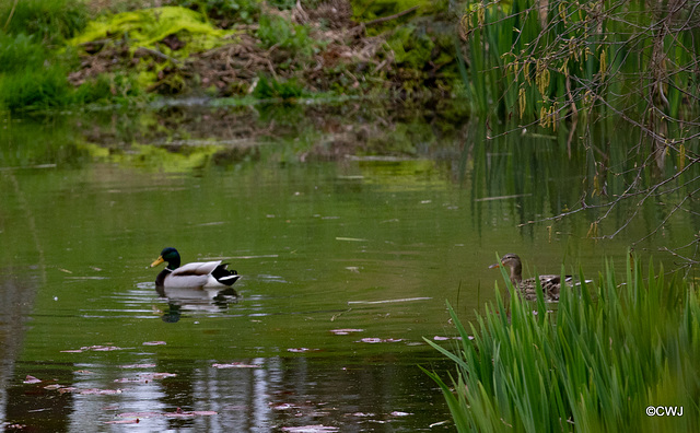 The Mallard parents ...a nest on the island contains ten eggs.