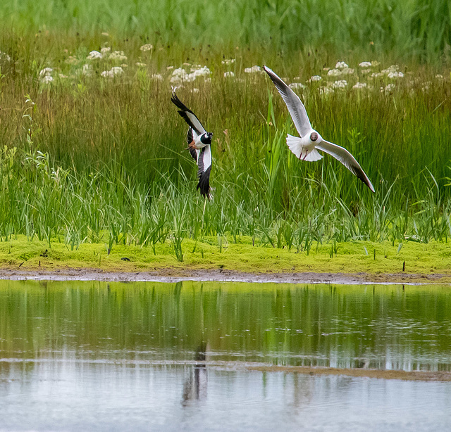 Blackheaded gull chasing a lapwing