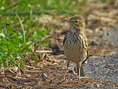 Pipit farlouse