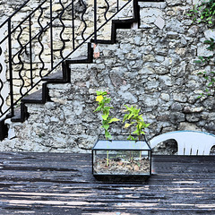 Plante Verte Plante Verte