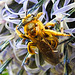 20230719 2478CPw [D~LIP] Kugeldistel, Gelbbindige Furchenbiene (Halictus scabiosae), Bad Salzuflen