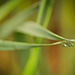 Die Morgentautröpfchen am Grashalm :)) The morning dewdrops on the blade of grass :)) Les gouttes de rosée du matin sur le brin d'herbe :))