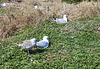 Silver Gull chick