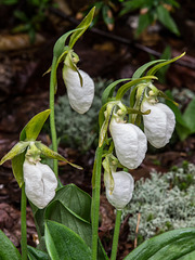 Cypripedium acaule (Pink Lady's-slipper orchid) white form