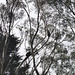 koalas in our gumtrees