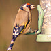 Gold Finch Burton Wetlands Wirral (3) Oct 2016