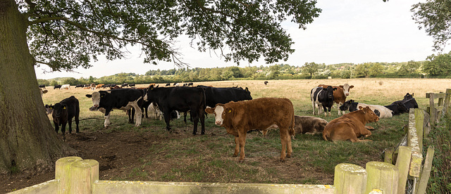 Swanbourne Herd-DSB 1520-3