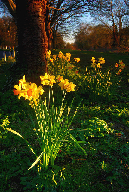 Daffodils