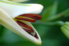 DSCF6994
