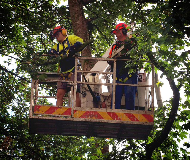 "Cherry picker(s)"