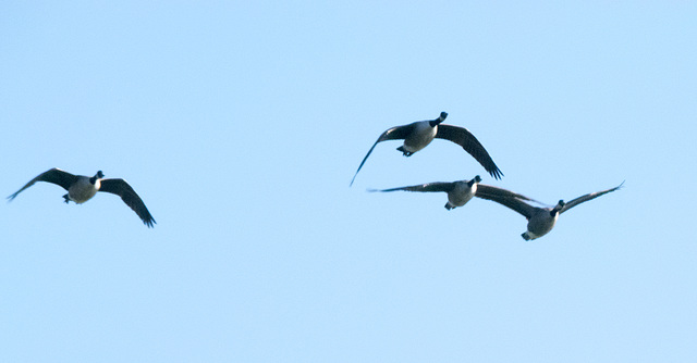 Incoming geese at Burton Mere (1)