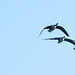 Incoming geese at Burton Mere (1)