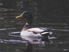 Mallard on the pond