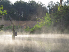 Morning fog on the pond