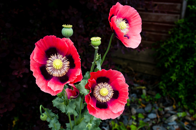 Poppies Behind The Shed