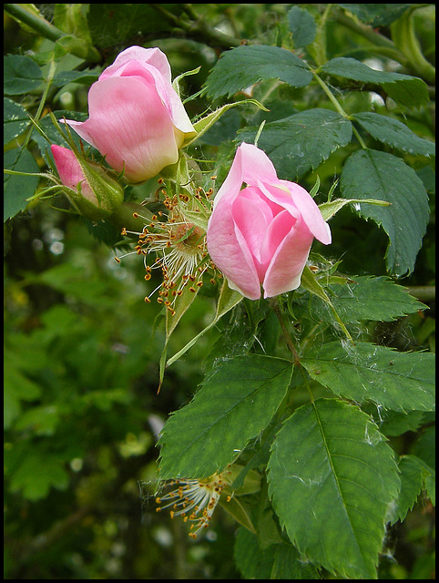 summer rosebuds