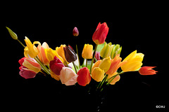 Spring flowers - garden tulips