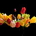 Spring flowers - garden tulips