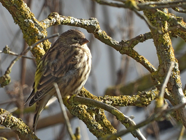 Serin Cini (à priori en plumage hivernal)