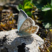 Silbergrüner Bläuling: Sonnen an einem kühlen Sommertag - Chalkhill blue: Sunbathing on a cool summer day