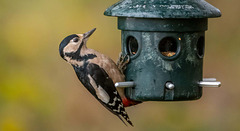 Great spotted woodpecker
