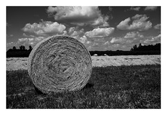 Harvest time