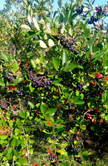 Chokeberry
