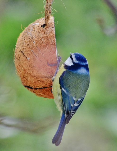 Blue Tit feeding