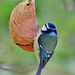 Blue Tit feeding