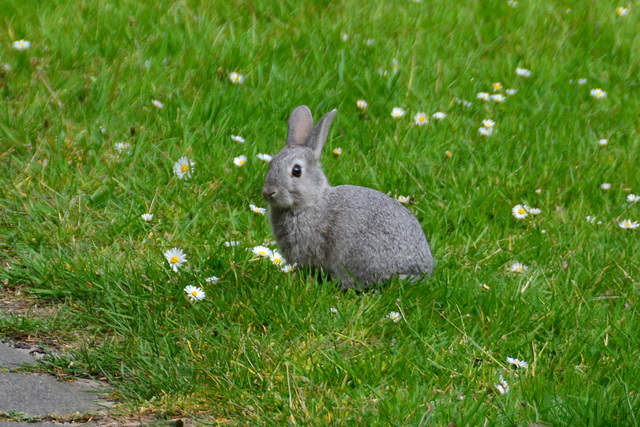 Bunny rabbit