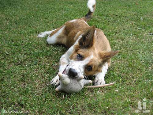 Von Hunden und Mäusen