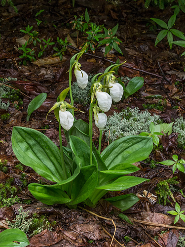 Cypripedium acaule (Pink Lady's-slipper orchid) white form