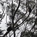 koalas in our gumtrees