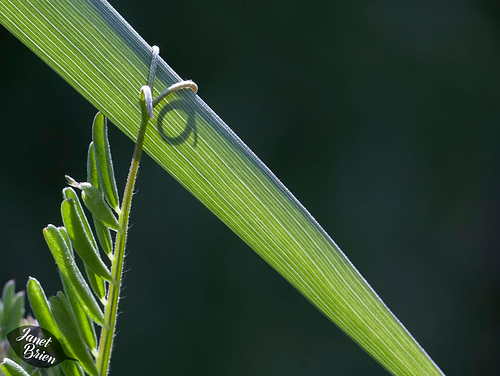 132/366: Tendril Shadow (+2 images in notes)