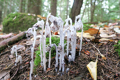 Indian Pipes