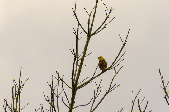 Yellowhammer-DSB 1423