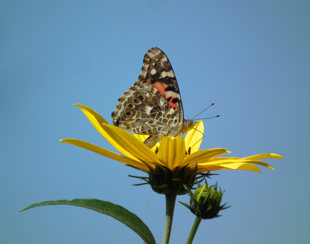 une belle dame sur une belle fleur / nice lady on a nice flower