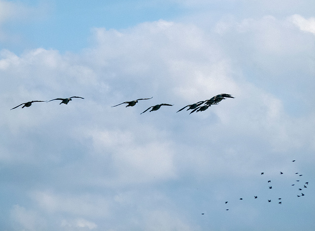 Incoming geese at Burton Mere