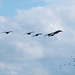 Incoming geese at Burton Mere