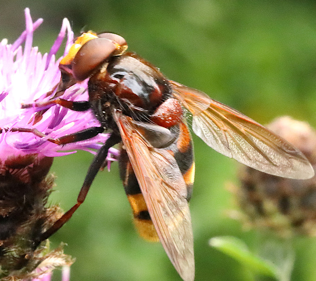 IMG 4755Hoverflyv2