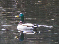 Mallard on the pond