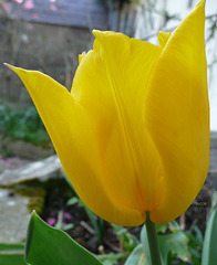 Tulipe********************