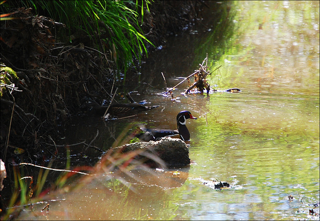 Aix (genus) Wood duck