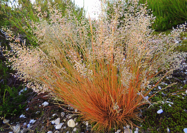 Grass Bouquet