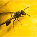IMG 1790 wasp